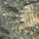 IMG_0241